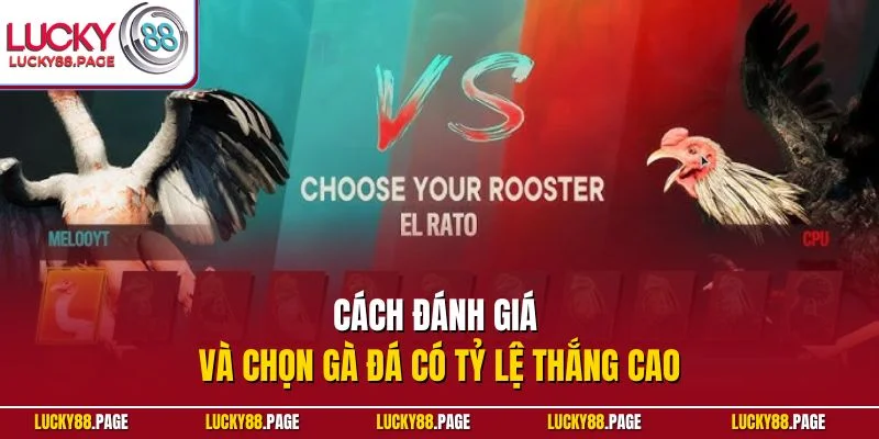 Cách đánh giá và chọn gà đá có tỷ lệ thắng cao